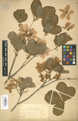 LE 01007799