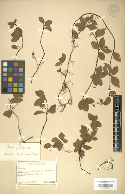 LE 01007801