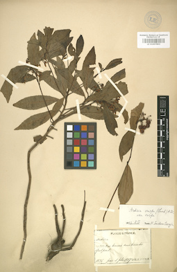 LE 01007803