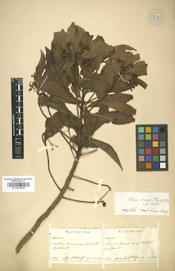 LE 01007806