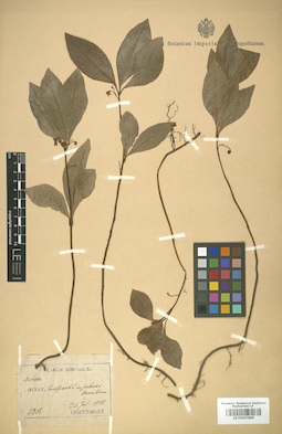 LE 01007809