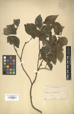 LE 01007815