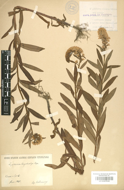 LE 01007838