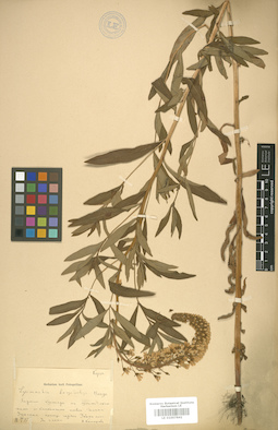 LE 01007841