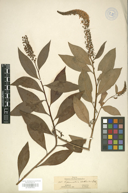 LE 01007851