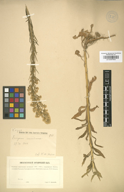 LE 01007904