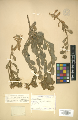 LE 01007910