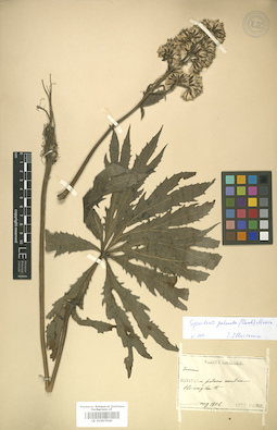 LE 01007940
