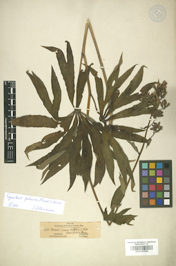 LE 01007942