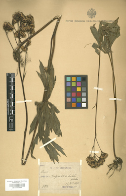 LE 01007944
