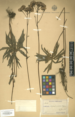 LE 01007945