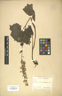 LE 01007946