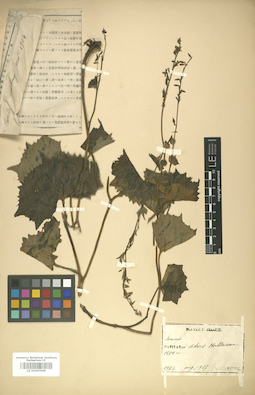 LE 01007949