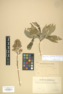LE 01007960
