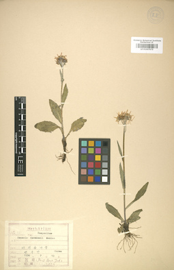 LE 01007975