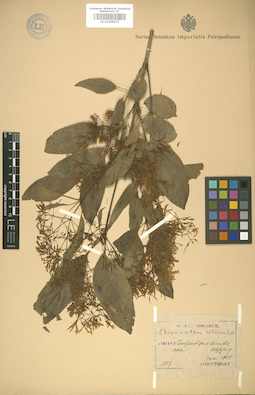 LE 01008037