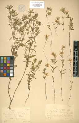 LE 01008095