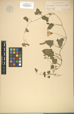 LE 01008120