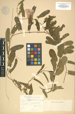 LE 01008126