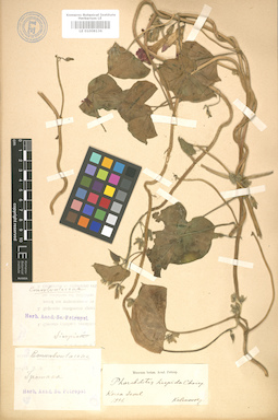 LE 01008136