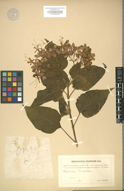 LE 01008161