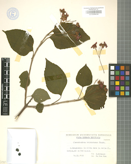 LE 01008166