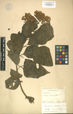 LE 01008168