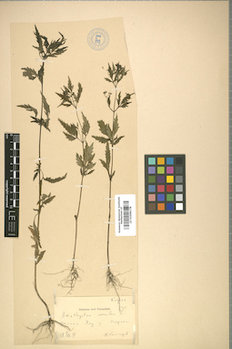 LE 01008178