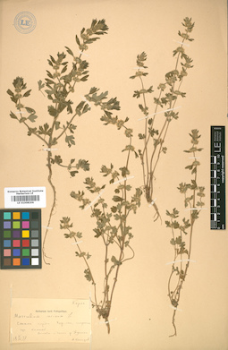 LE 01008206