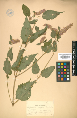 LE 01008207
