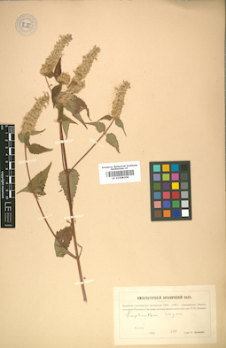 LE 01008208