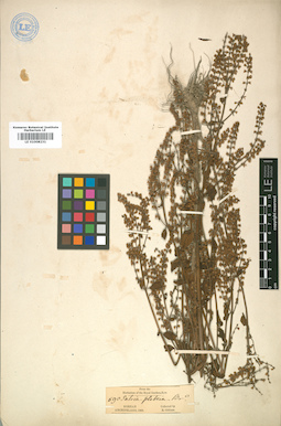 LE 01008231