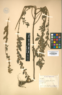 LE 01008241