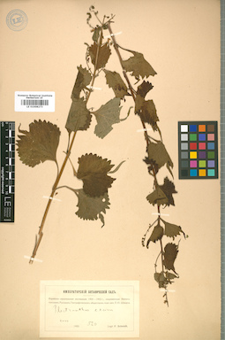 LE 01008273