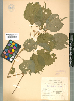 LE 01008274