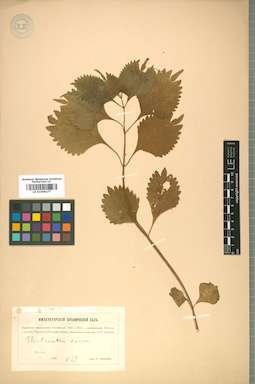 LE 01008277