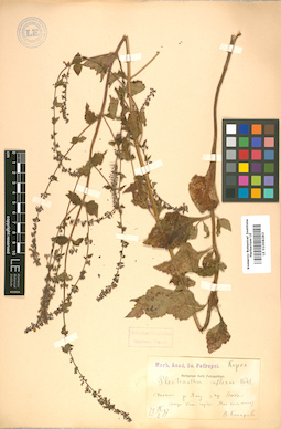 LE 01008283