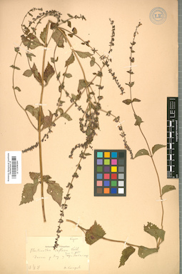 LE 01008284