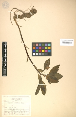 LE 01008294