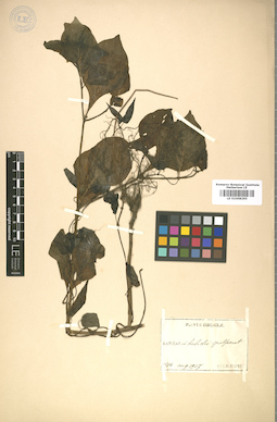 LE 01008295