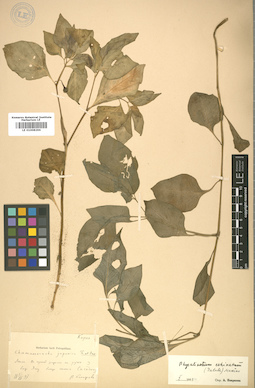 LE 01008296