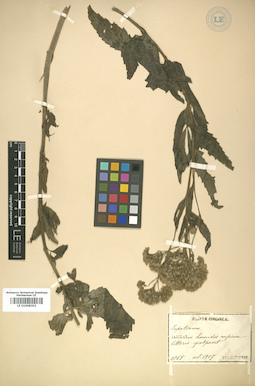 LE 01008303
