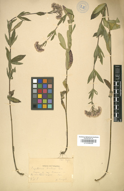 LE 01008306
