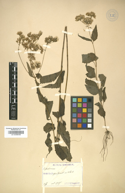 LE 01008308