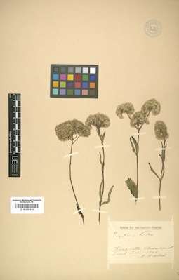 LE 01008310