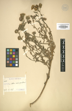 LE 01008425