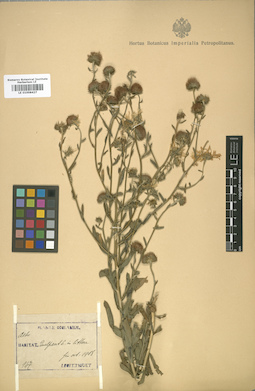 LE 01008427