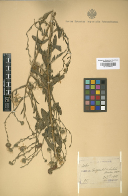 LE 01008431