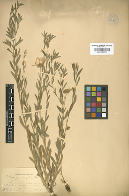 LE 01008433