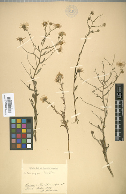LE 01008435
